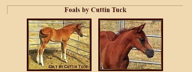 Foals by Cuttin Tuck